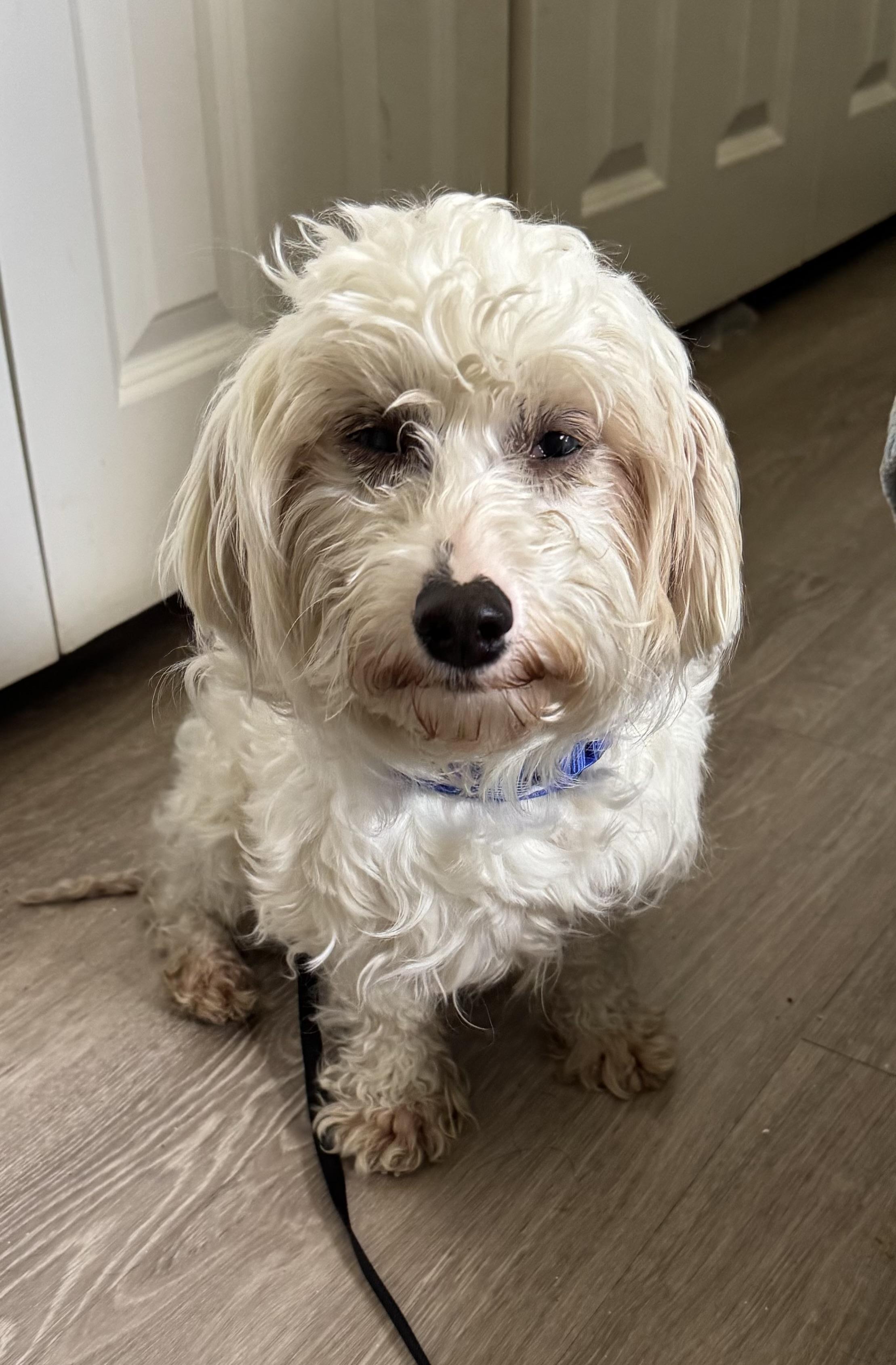 Enlarge Elaine , an adoptable mixed breed in Grosse Pointe Park, MI image 3/4