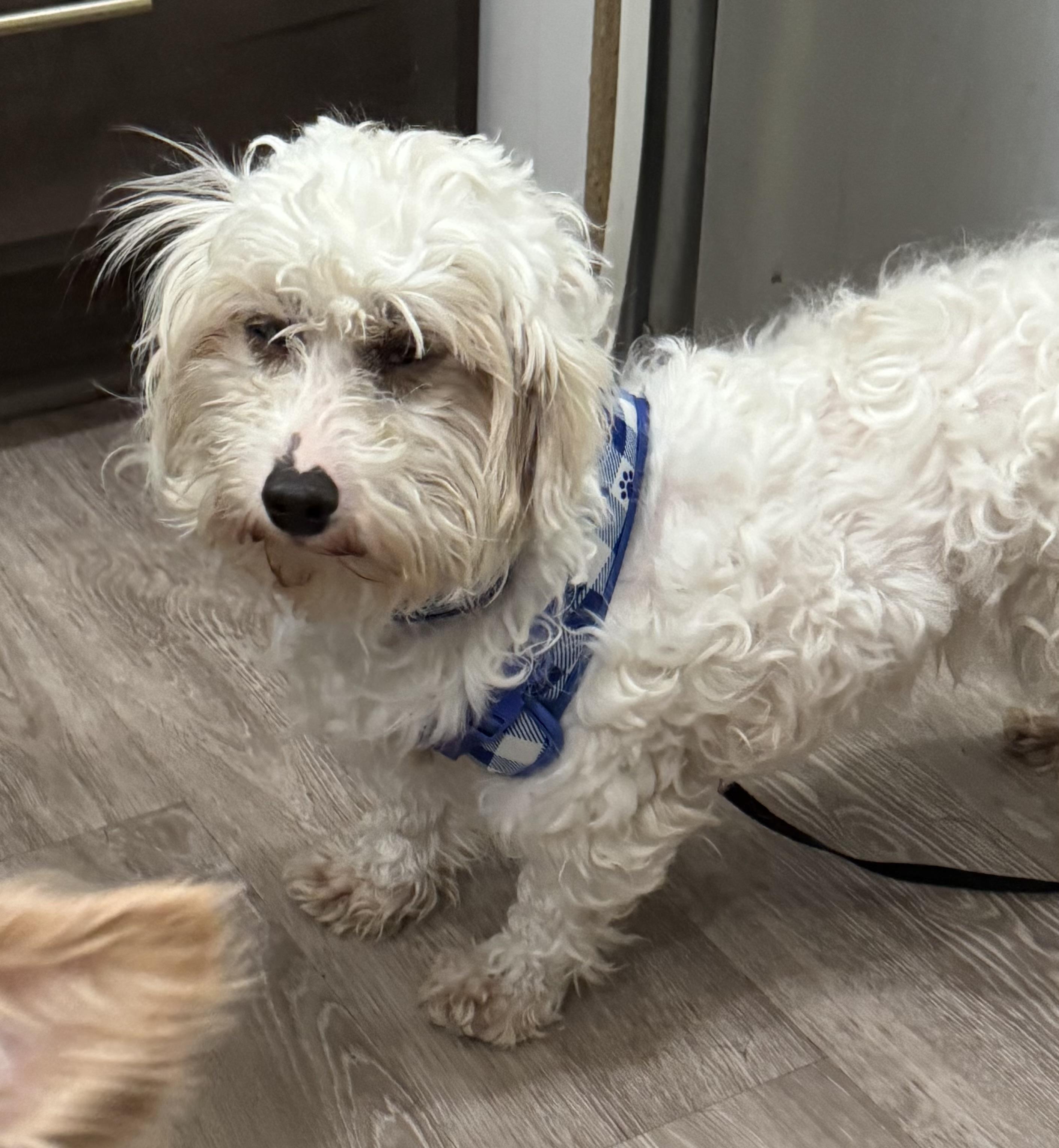 Enlarge Elaine , an adoptable mixed breed in Grosse Pointe Park, MI image 2/4