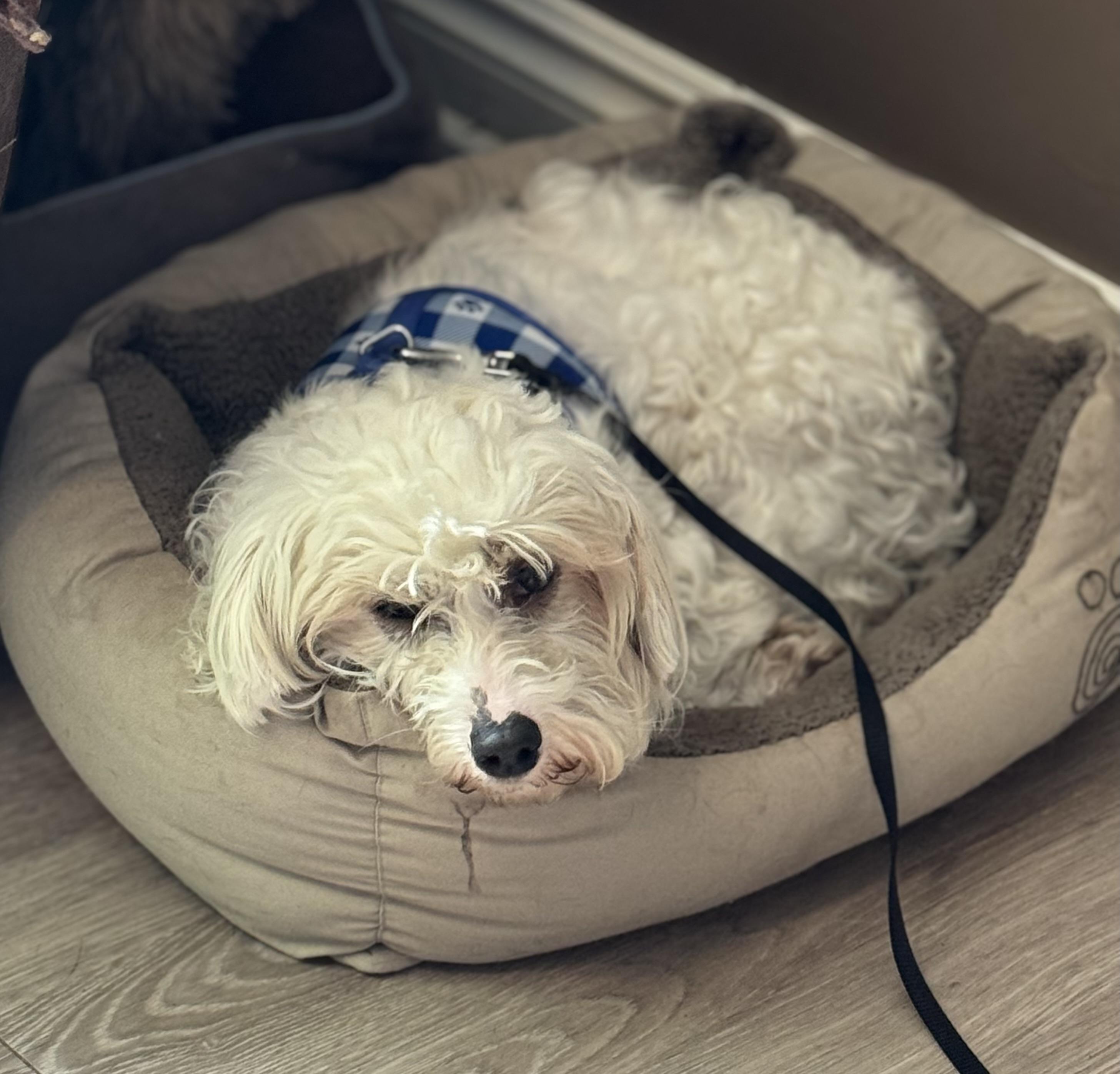 Enlarge Elaine , an adoptable mixed breed in Grosse Pointe Park, MI image 4/4