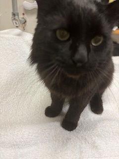 Pepper, Adopted, Young Male Domestic Medium Hair & Maine Coon.