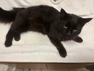 Pepper, a Adopted mixed breed in Fayetteville, GA image 3/3