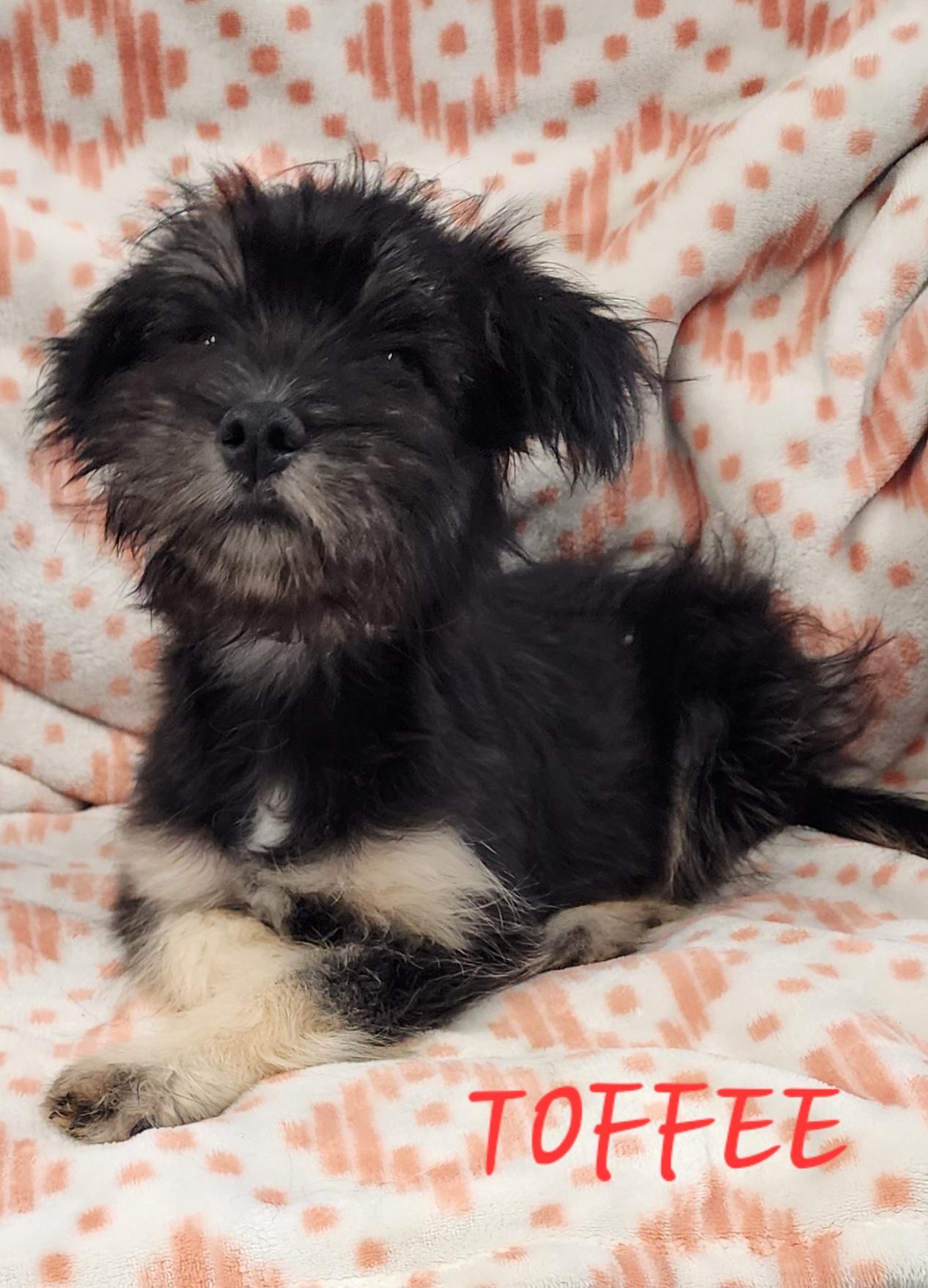 Toffee, an adoptable Aussiedoodle, Corgi in Momence, IL, 60954 | Photo Image 1