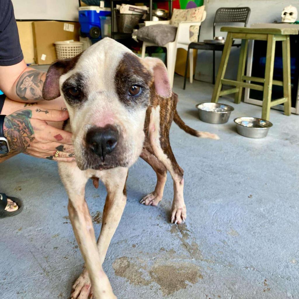 Graceland, Adoptable, Adult Female Mixed Breed.