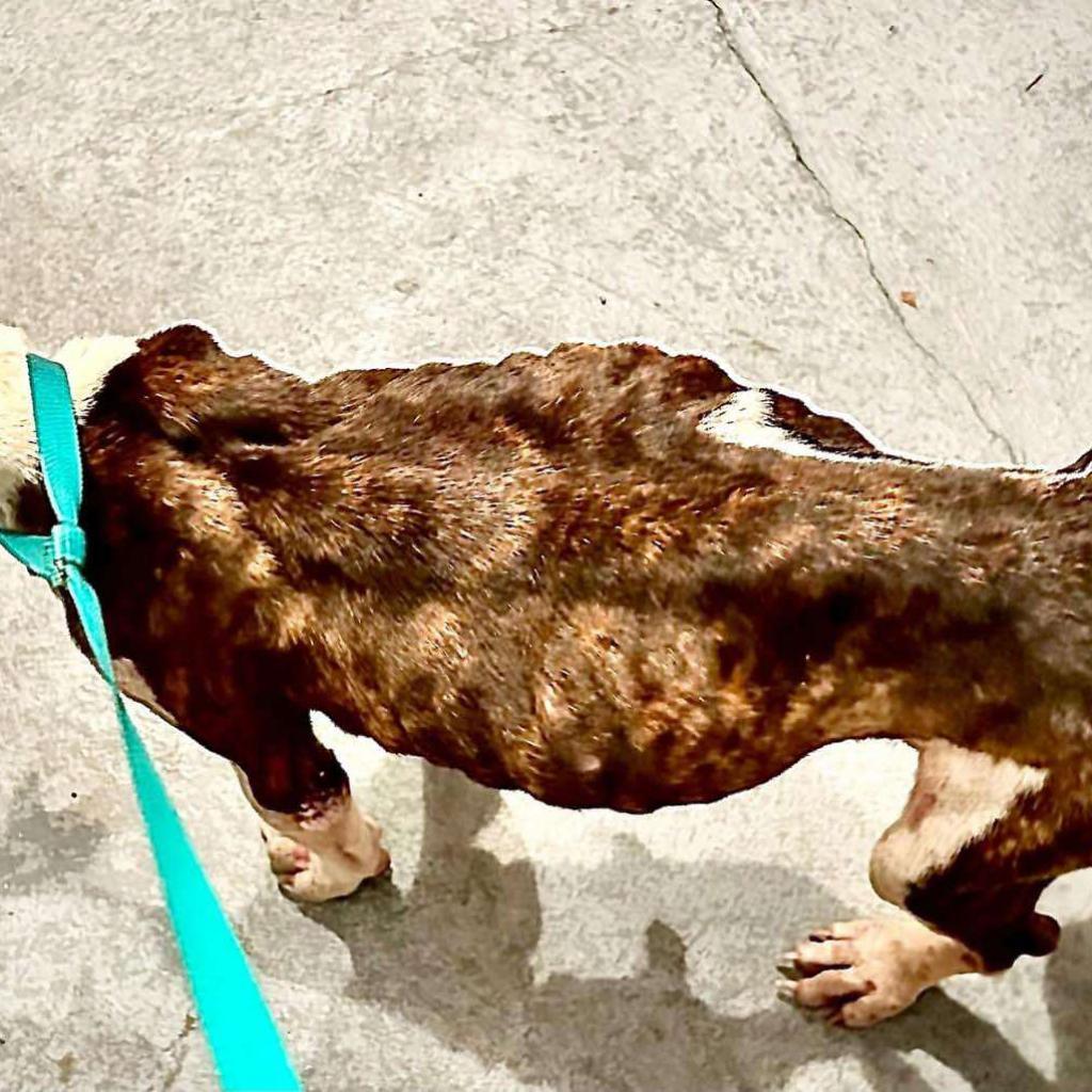 Enlarge Graceland, a Adoptable Mixed Breed in Frederiksted, VI image 3/6