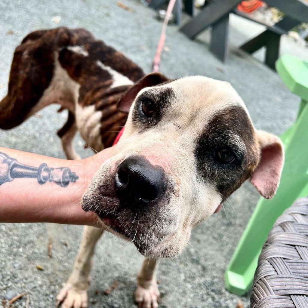 Enlarge Graceland, a Adoptable Mixed Breed in Frederiksted, VI image 4/6