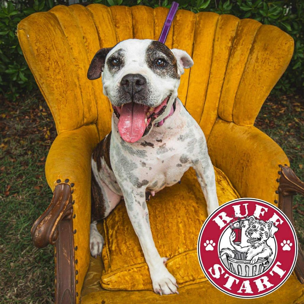 Enlarge Graceland, a Adoptable Mixed Breed in Frederiksted, VI image 5/6