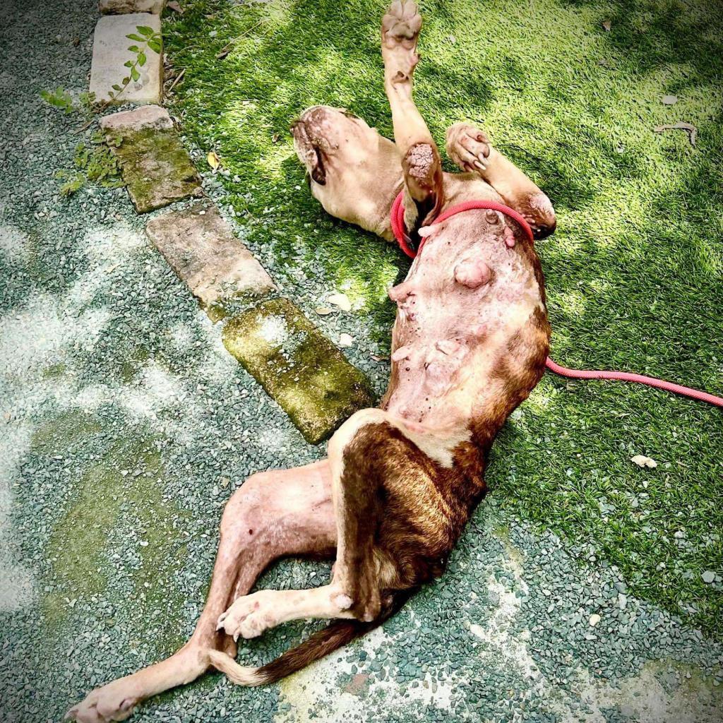 Enlarge Graceland, a Adoptable Mixed Breed in Frederiksted, VI image 6/6