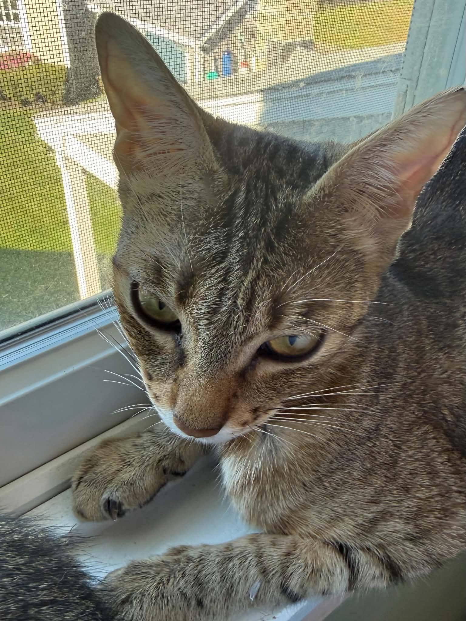 Enlarge Acorn, a Adoptable Domestic Short Hair in Hull, MA image 3/6