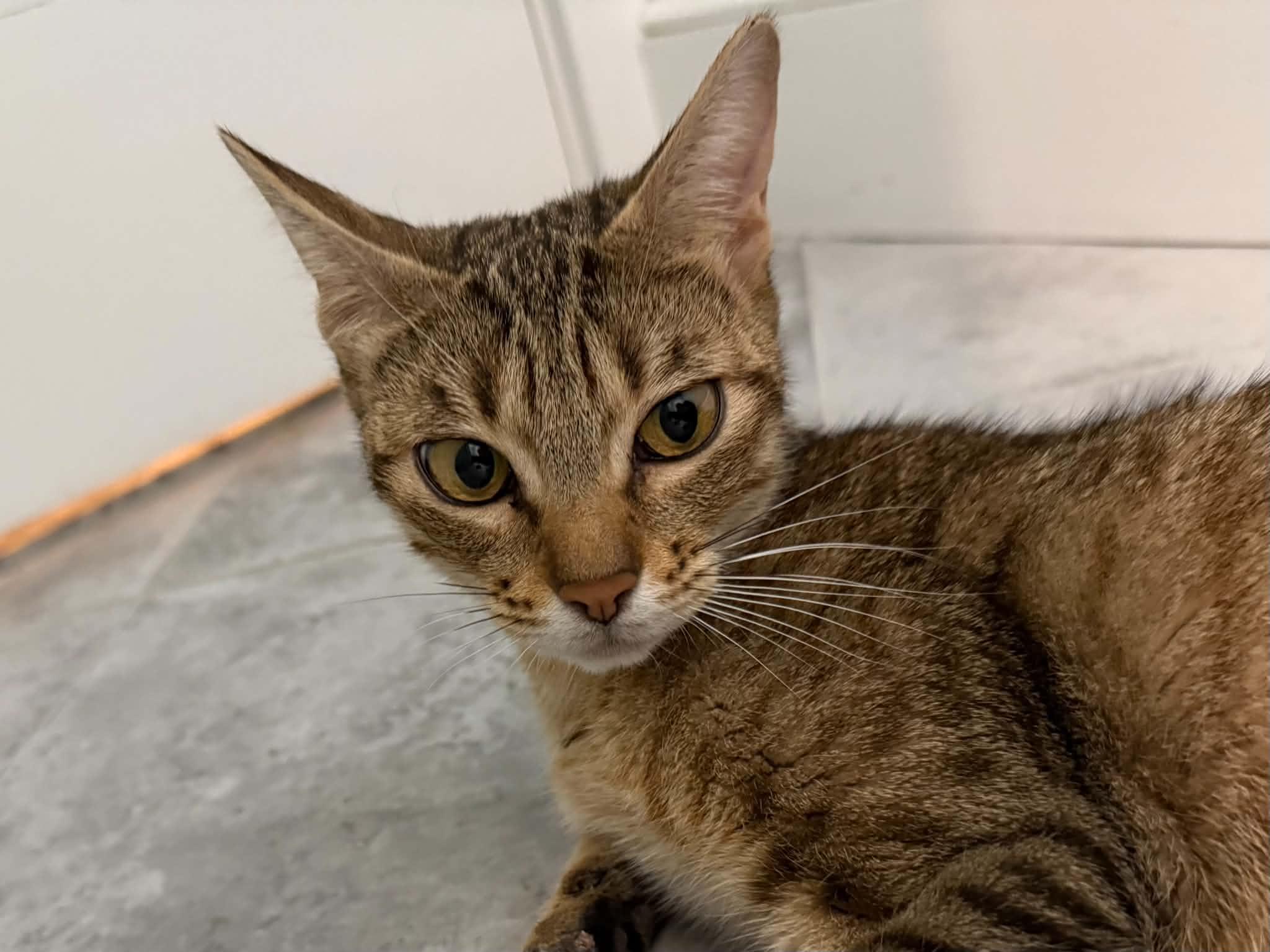 Enlarge Acorn, a Adoptable Domestic Short Hair in Hull, MA image 4/6