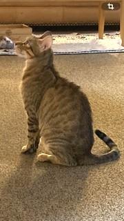 Enlarge Acorn, a Adoptable Domestic Short Hair in Hull, MA image 5/6