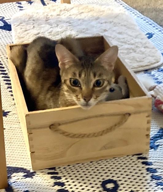Acorn, Adoptable, Young Female Domestic Short Hair.