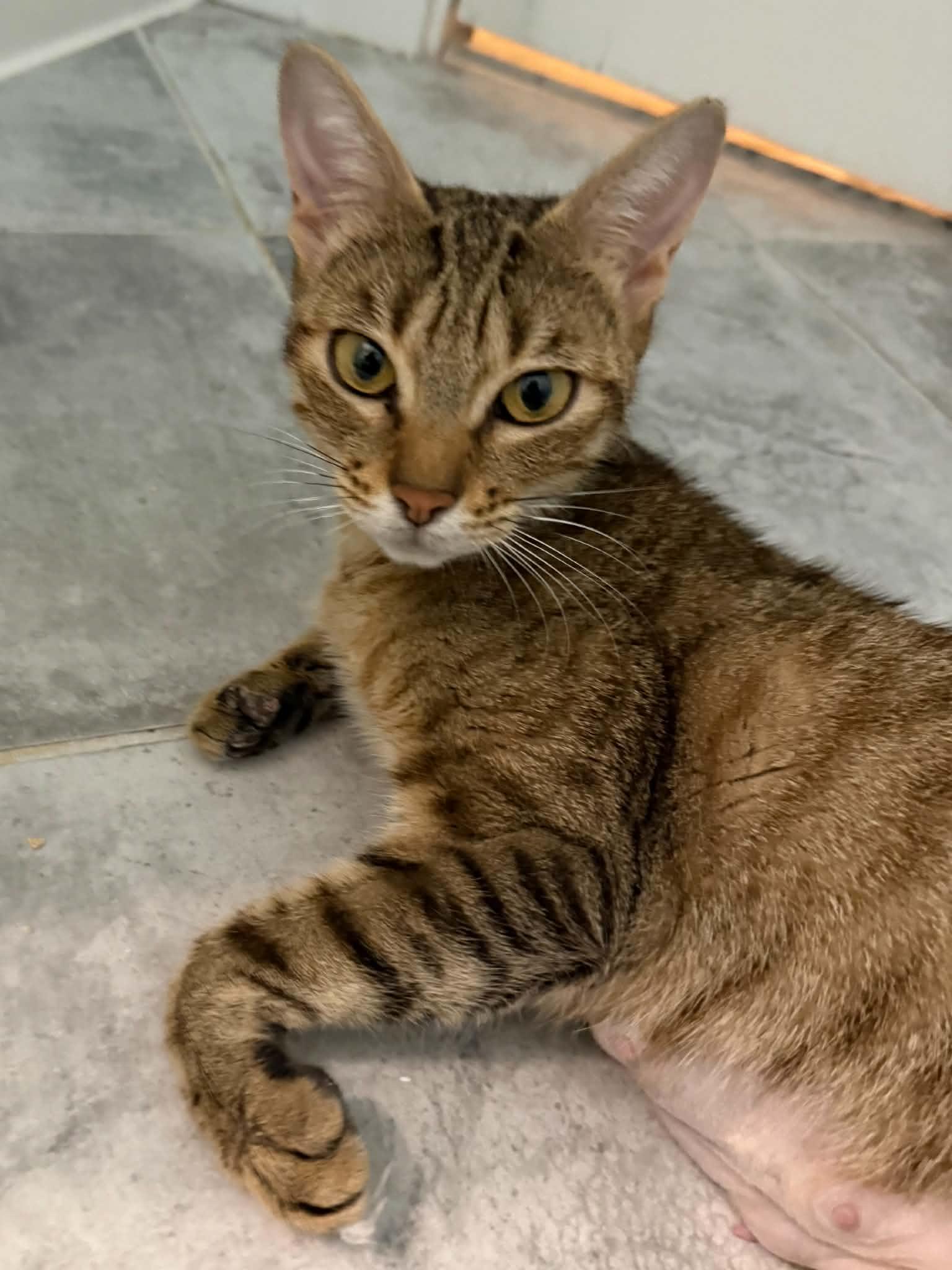 Enlarge Acorn, a Adoptable Domestic Short Hair in Hull, MA image 2/6