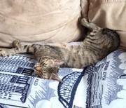 Enlarge Acorn, a Adoptable Domestic Short Hair in Hull, MA image 6/6