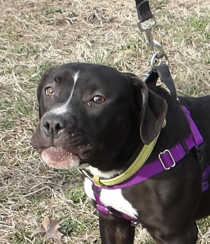 Reebok, a ADOPTABLE Pit Bull Terrier in Gloucester, VA image 2/4