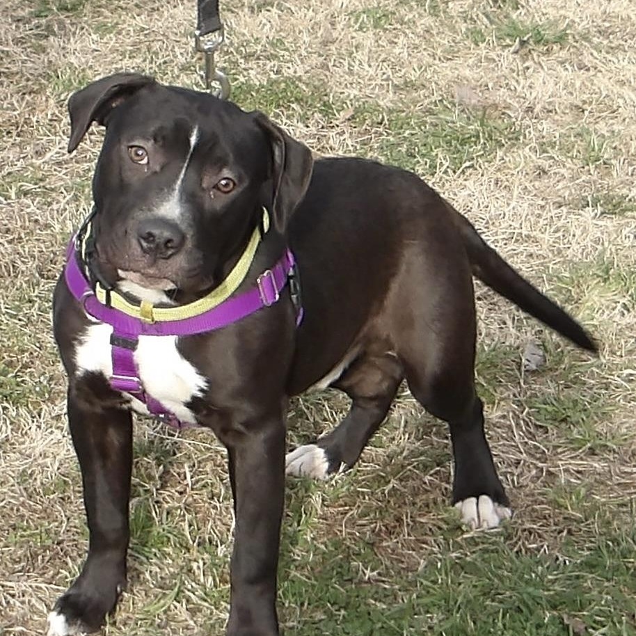 Reebok, ADOPTABLE, Young Male Pit Bull Terrier.