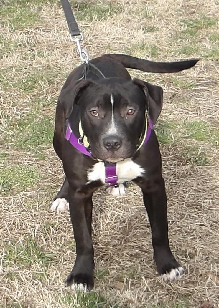 Reebok, a ADOPTABLE Pit Bull Terrier in Gloucester, VA image 4/4