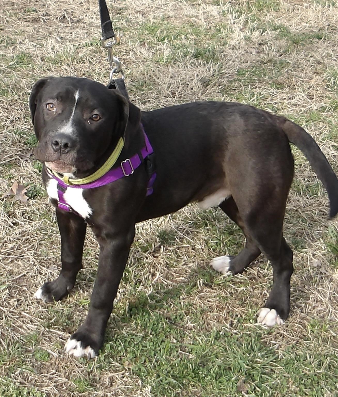 Reebok, a ADOPTABLE Pit Bull Terrier in Gloucester, VA image 3/4
