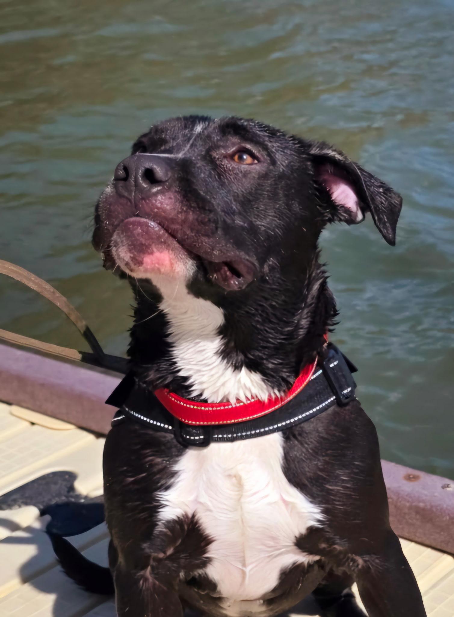 Enlarge Reebok, a ADOPTABLE Pit Bull Terrier in Gloucester, VA image 6/6