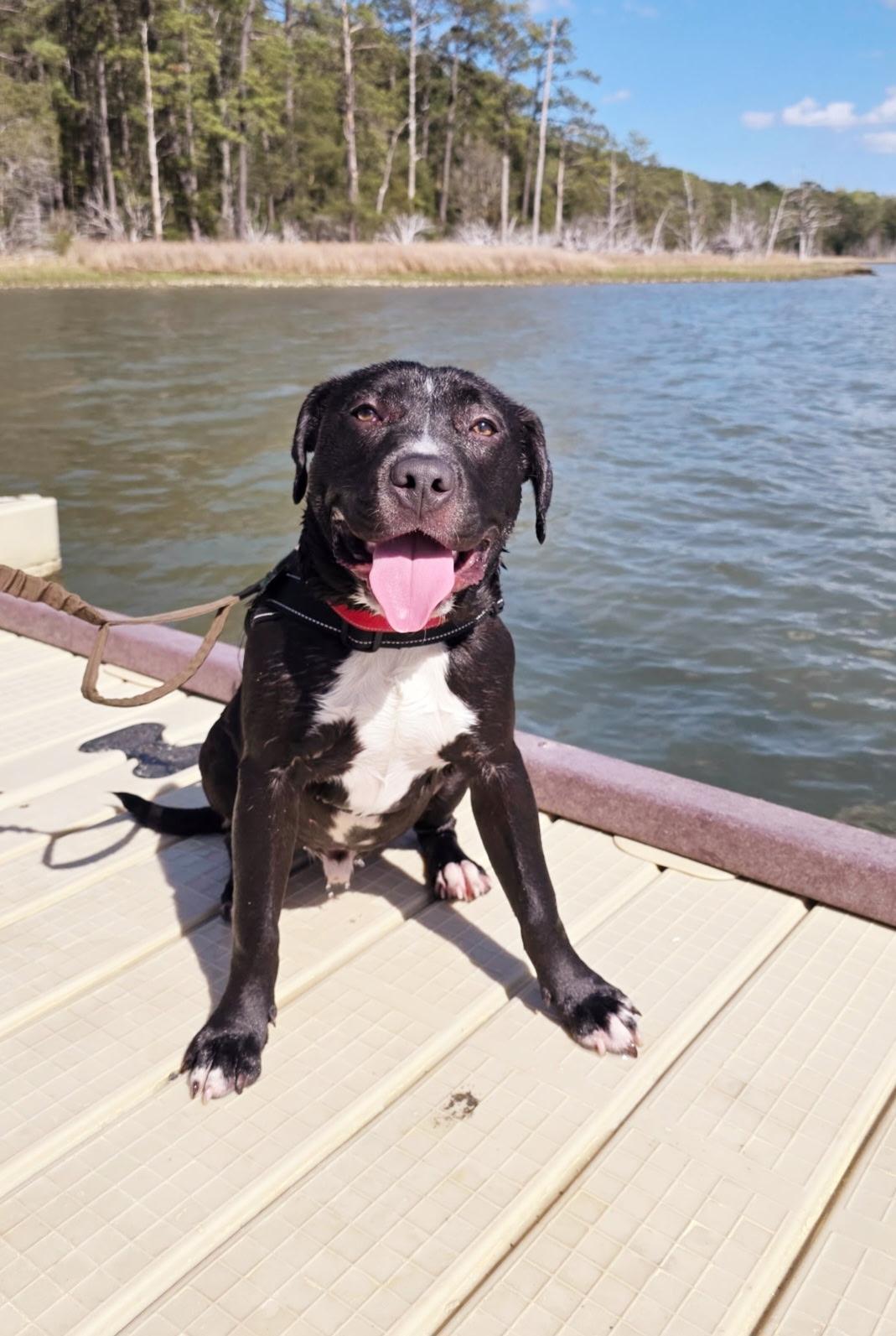 Reebok, ADOPTABLE, Young Male Pit Bull Terrier.