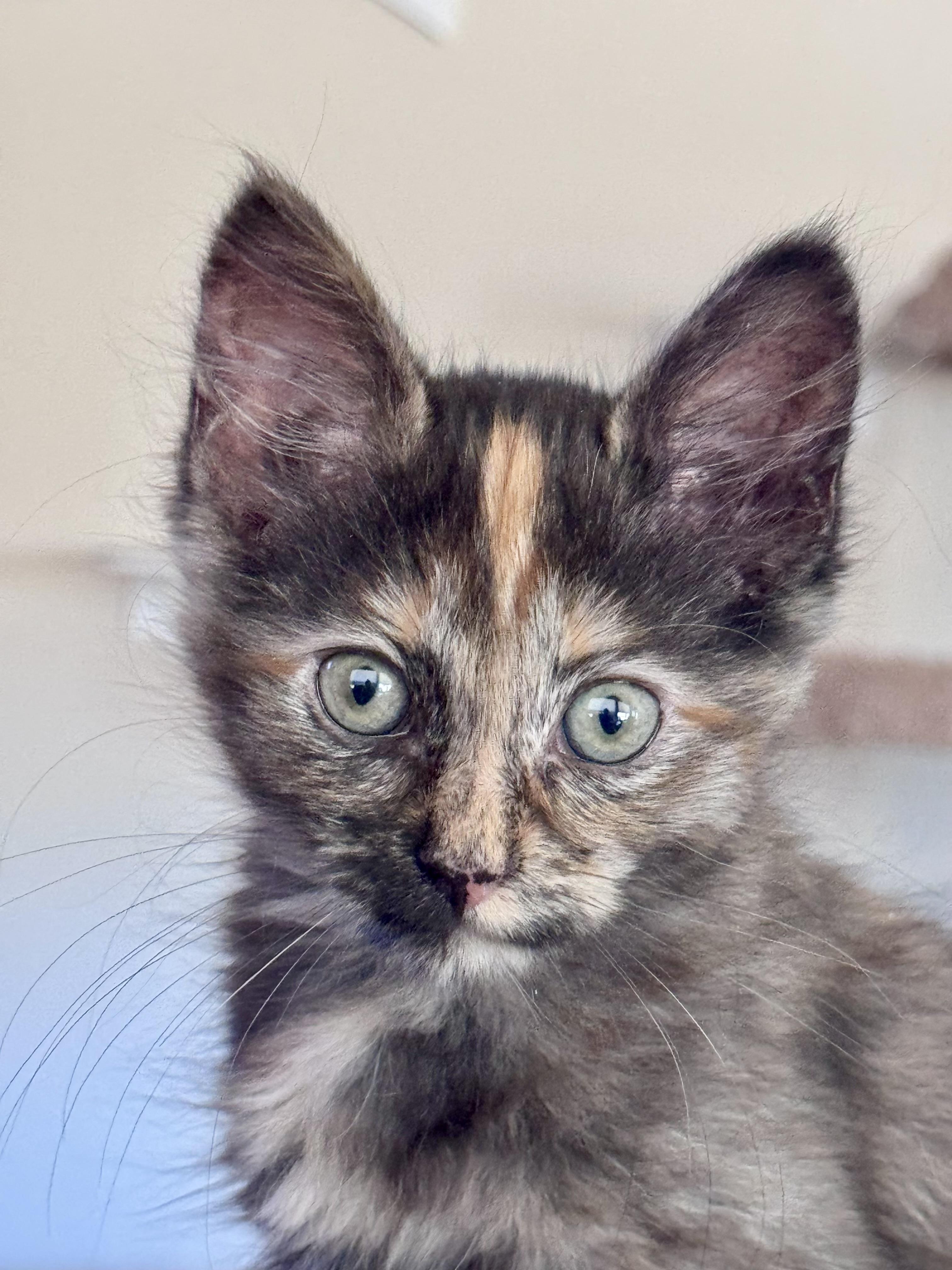 Enlarge Charley, a Adoptable Domestic Short Hair in Oracle, AZ image 1/2