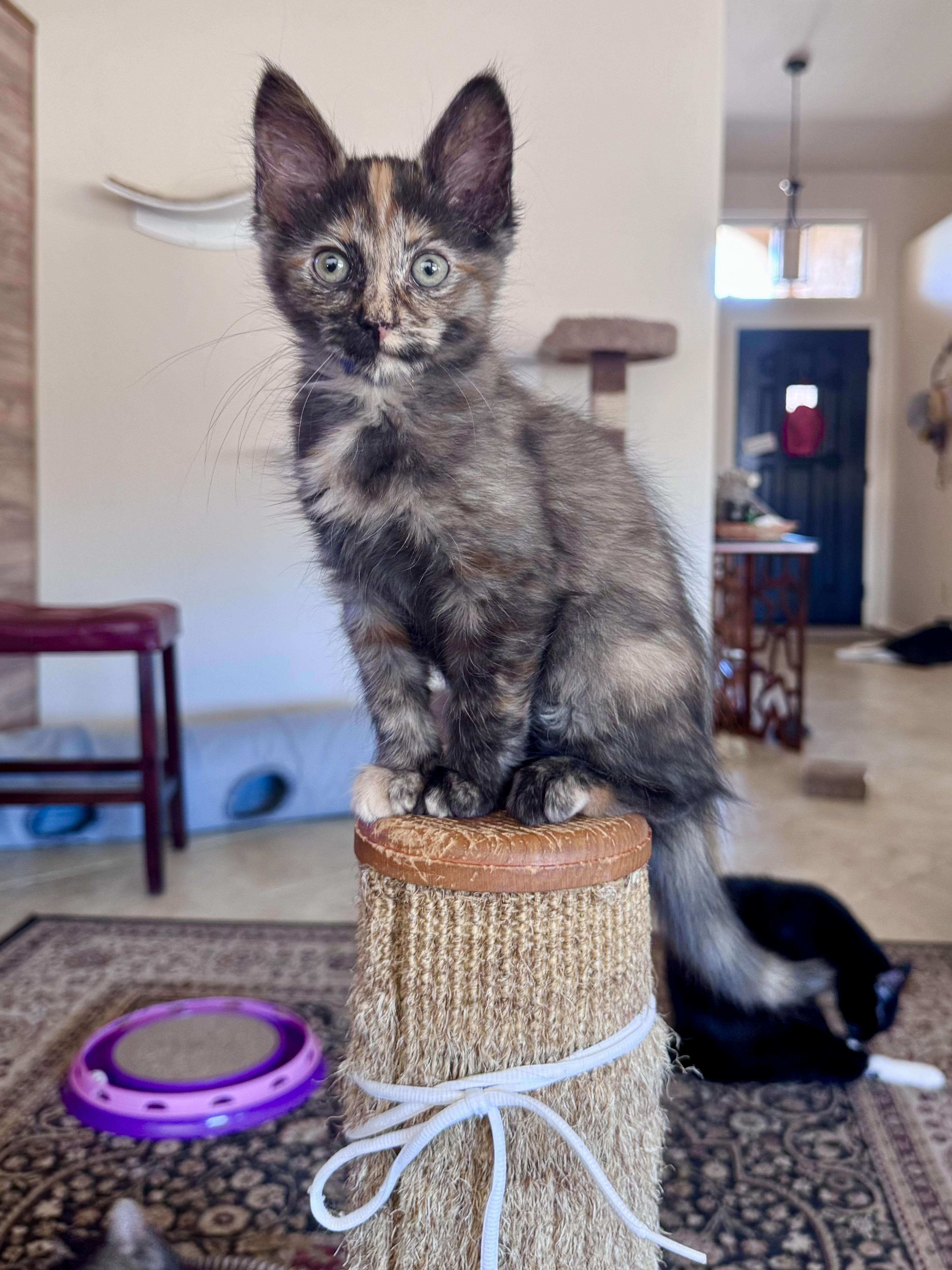 Enlarge Charley, a Adoptable Domestic Short Hair in Oracle, AZ image 2/2
