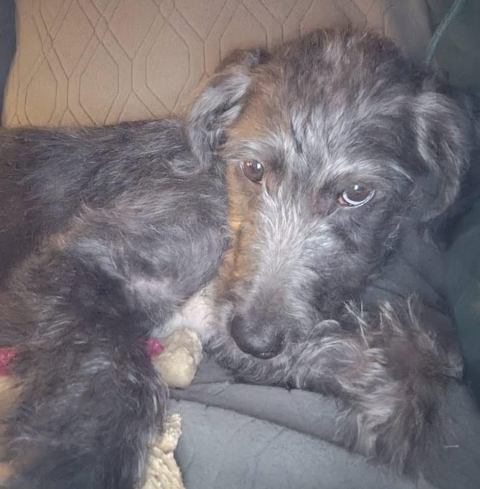 Enlarge Lolly, a Adoptable mixed breed in Pembroke, MA image 6/6