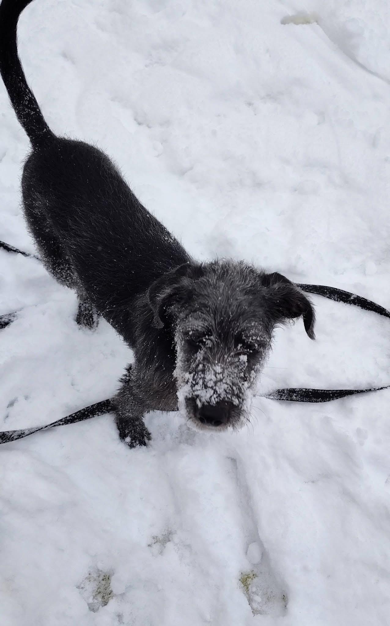 Enlarge Lolly, a Adoptable mixed breed in Pembroke, MA image 4/6