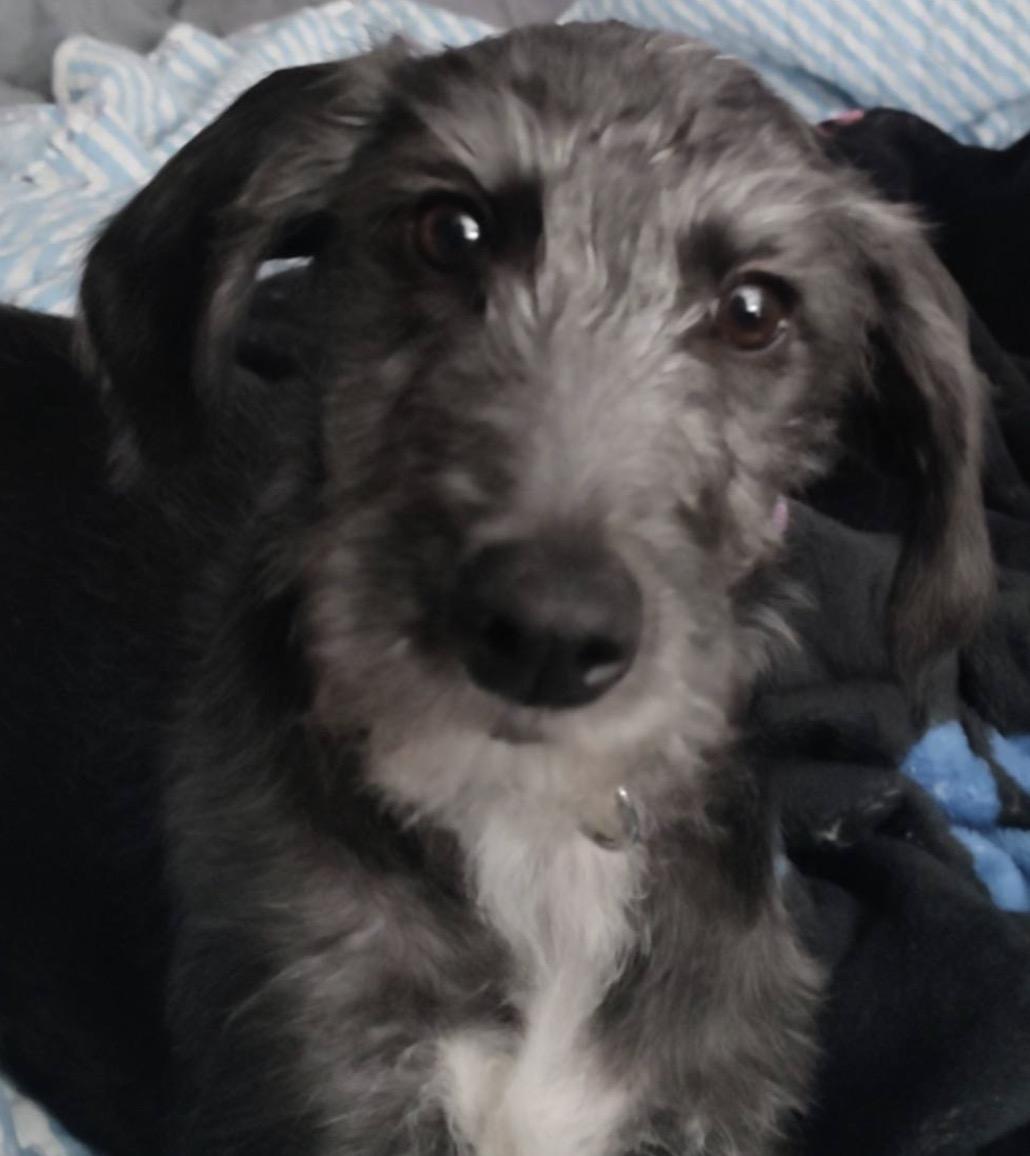 Lolly, Adoptable, Puppy Female Poodle.