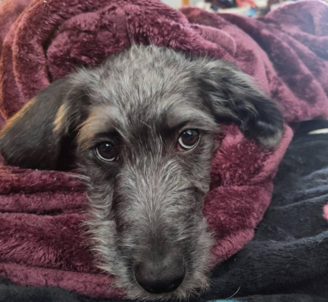 Enlarge Lolly, a Adoptable mixed breed in Pembroke, MA image 2/6