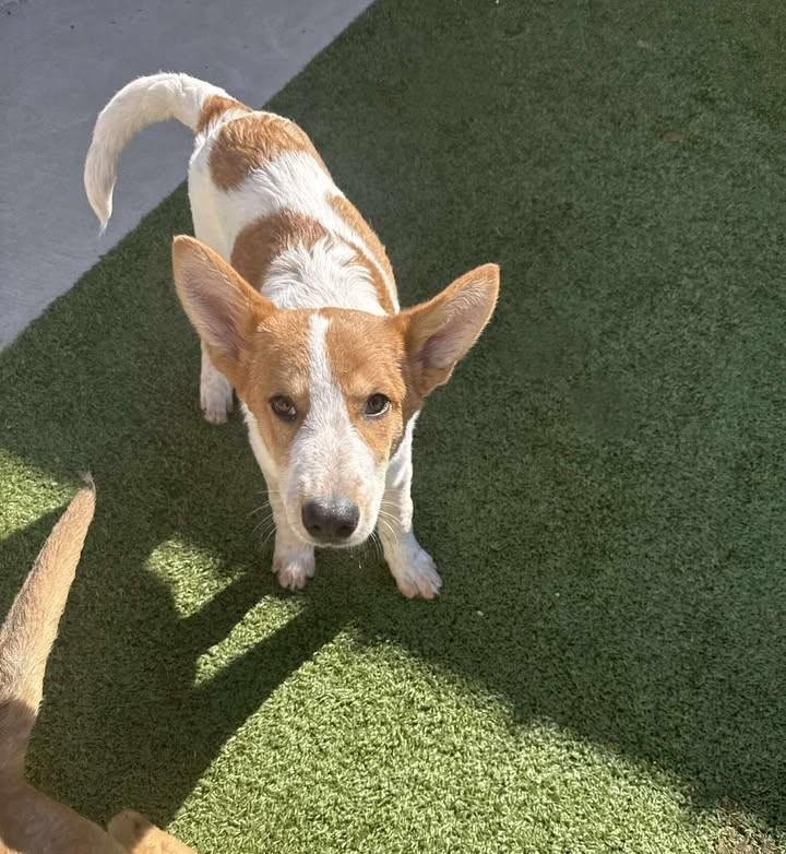 Turkey, ADOPTABLE, Young Male Shepherd & Cattle Dog.