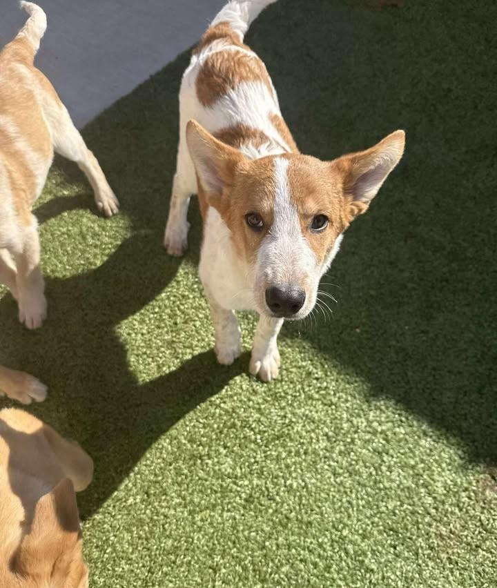 Turkey, a ADOPTABLE mixed breed in Fayetteville, AR image 2/6