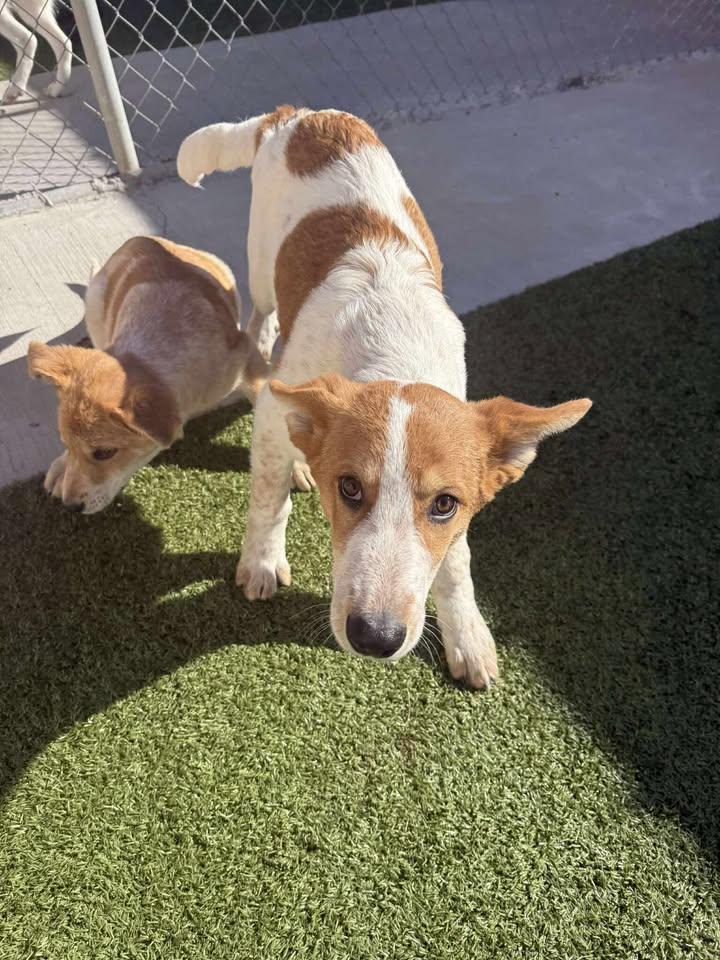 Turkey, a ADOPTABLE mixed breed in Fayetteville, AR image 3/6