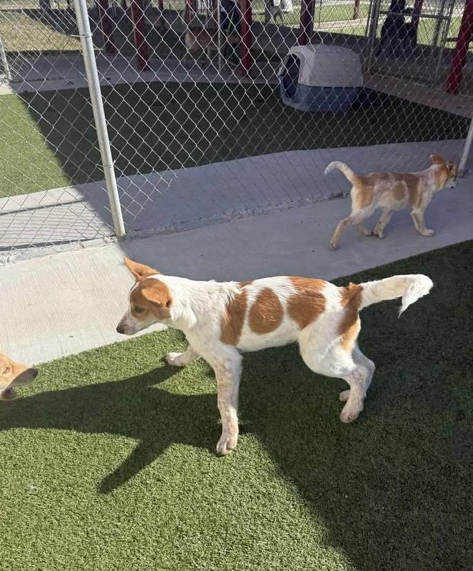 Turkey, a ADOPTABLE mixed breed in Fayetteville, AR image 4/6