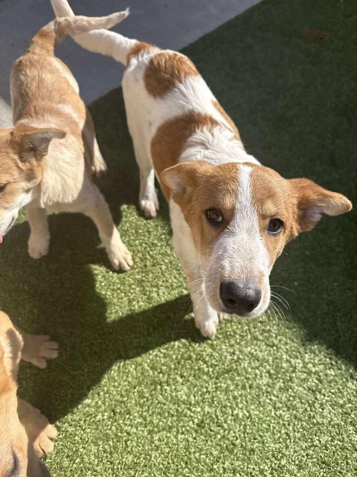 Turkey, a ADOPTABLE mixed breed in Fayetteville, AR image 5/6