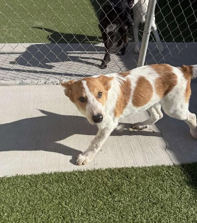 Turkey, a ADOPTABLE mixed breed in Fayetteville, AR image 6/6