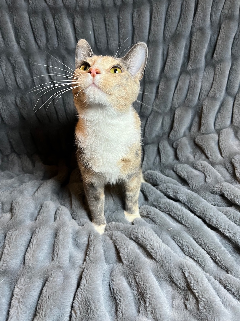 Daisy, Adopted, Young Female Domestic Short Hair.