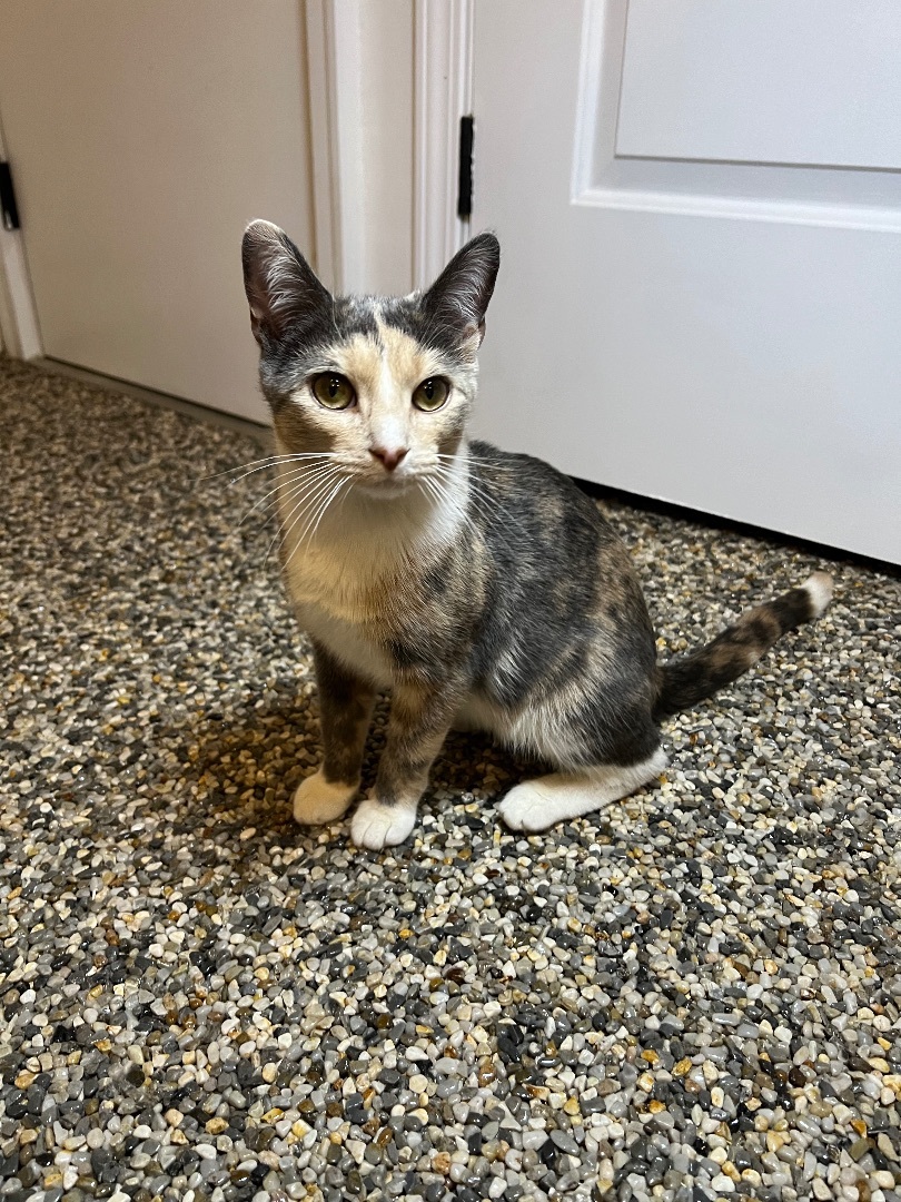 Daisy, a Adopted Domestic Short Hair in Copley, OH image 2/2