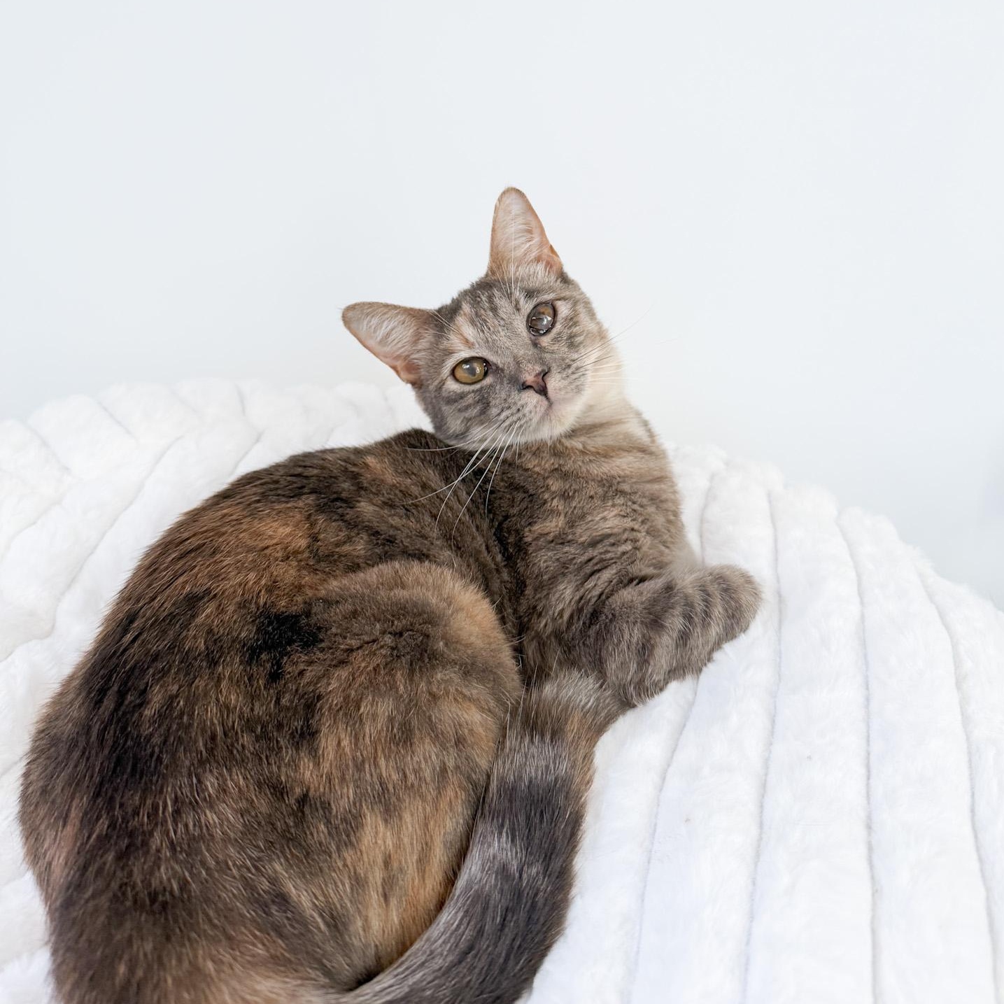Enlarge Cada, a Adoptable Domestic Short Hair in New Orleans, LA image 3/3