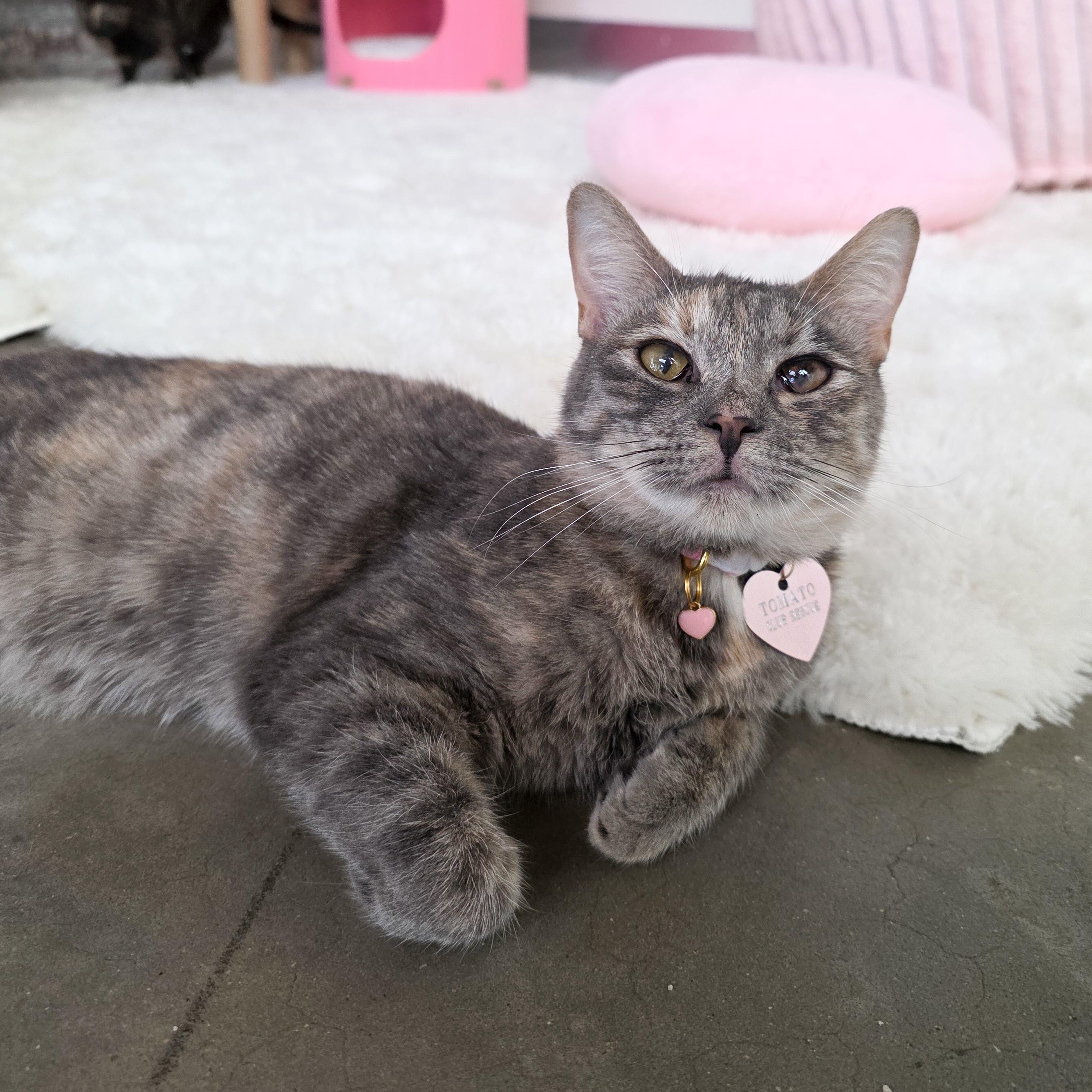 Enlarge Cada, a Adoptable Domestic Short Hair in New Orleans, LA image 2/3