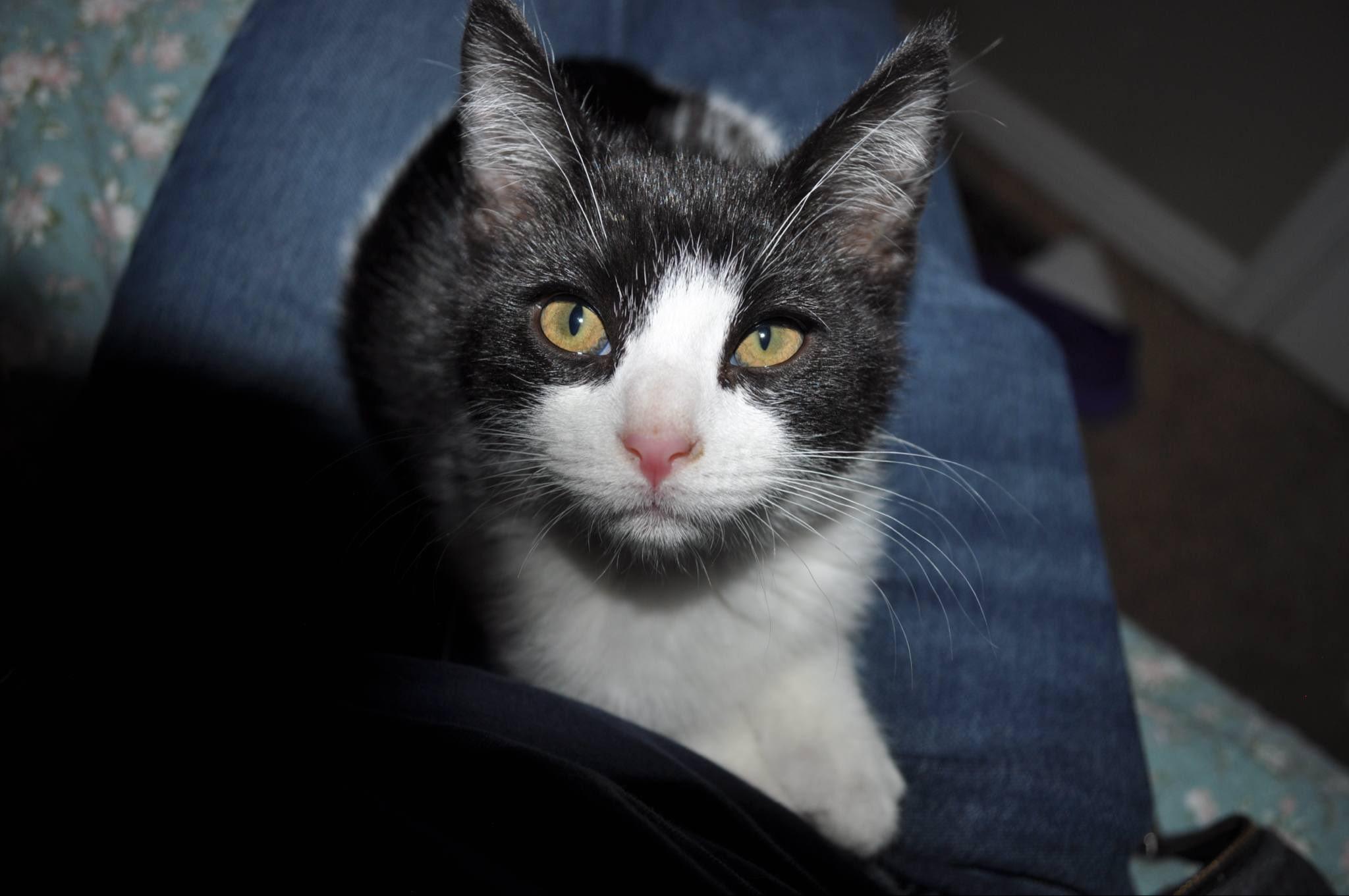 Ghost, an adoptable Domestic Short Hair in Price, UT, 84501 | Photo Image 1