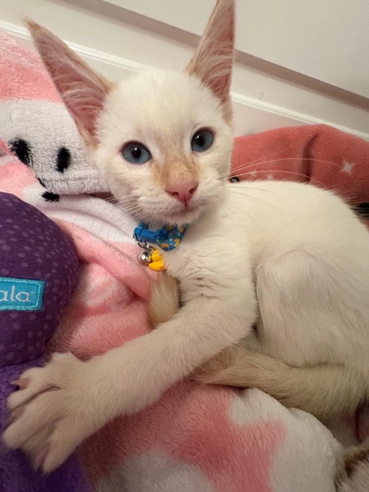 LUIGI, Adopted, Young Male Siamese.