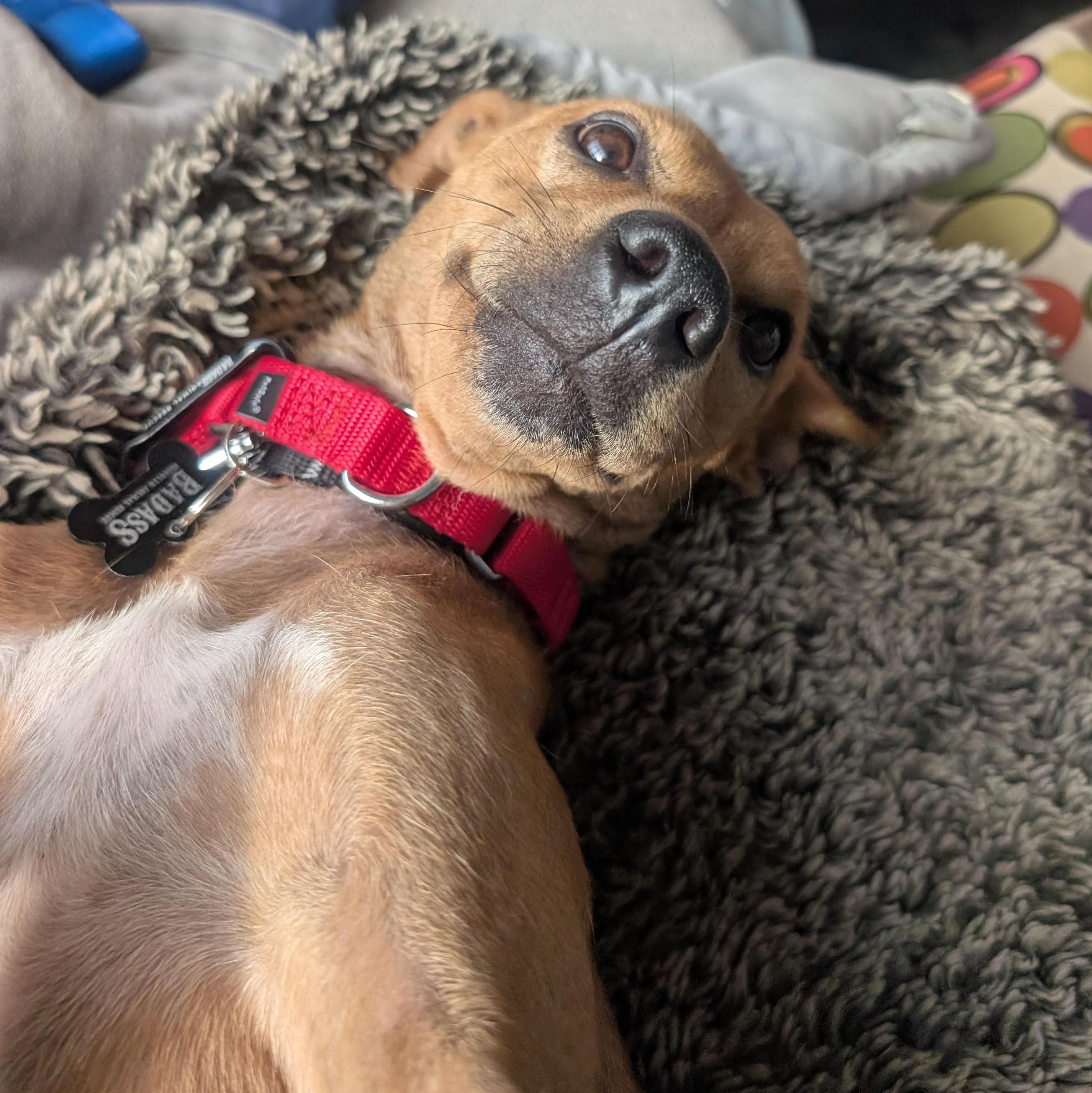 Enlarge Zandoli, a Adoptable mixed breed in Brooklyn, NY image 2/6