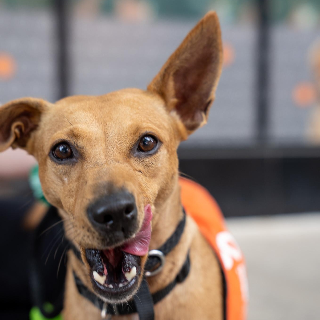 Enlarge Zandoli, a Adoptable mixed breed in Brooklyn, NY image 5/6