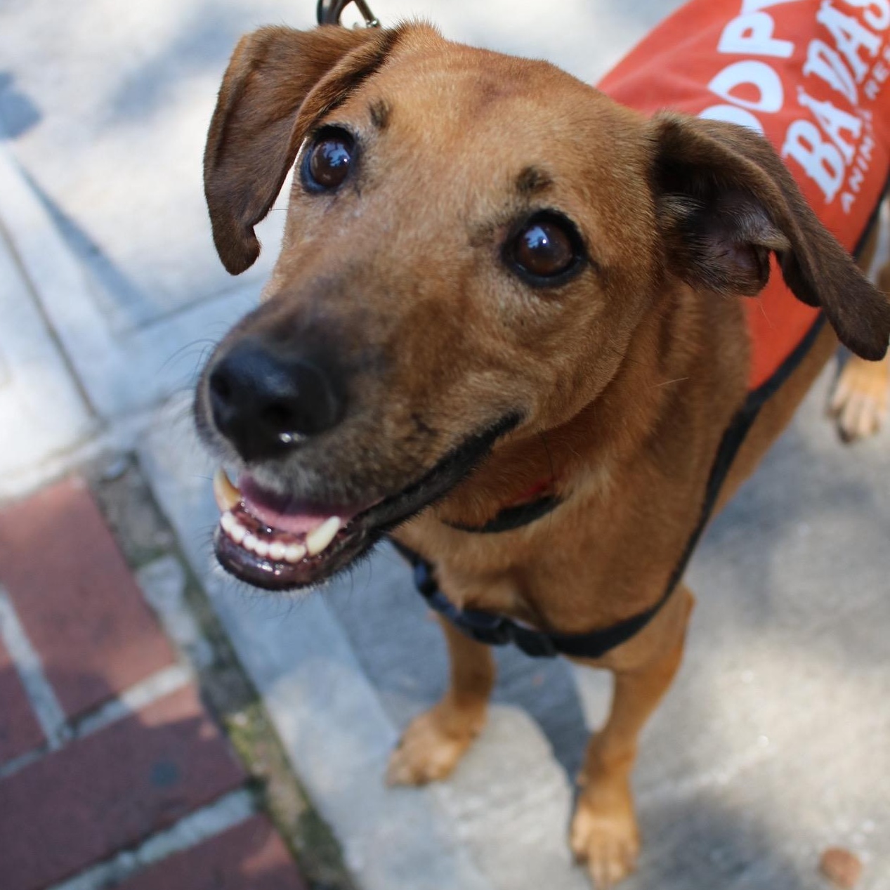 Enlarge Zandoli, a Adoptable mixed breed in Brooklyn, NY image 4/6