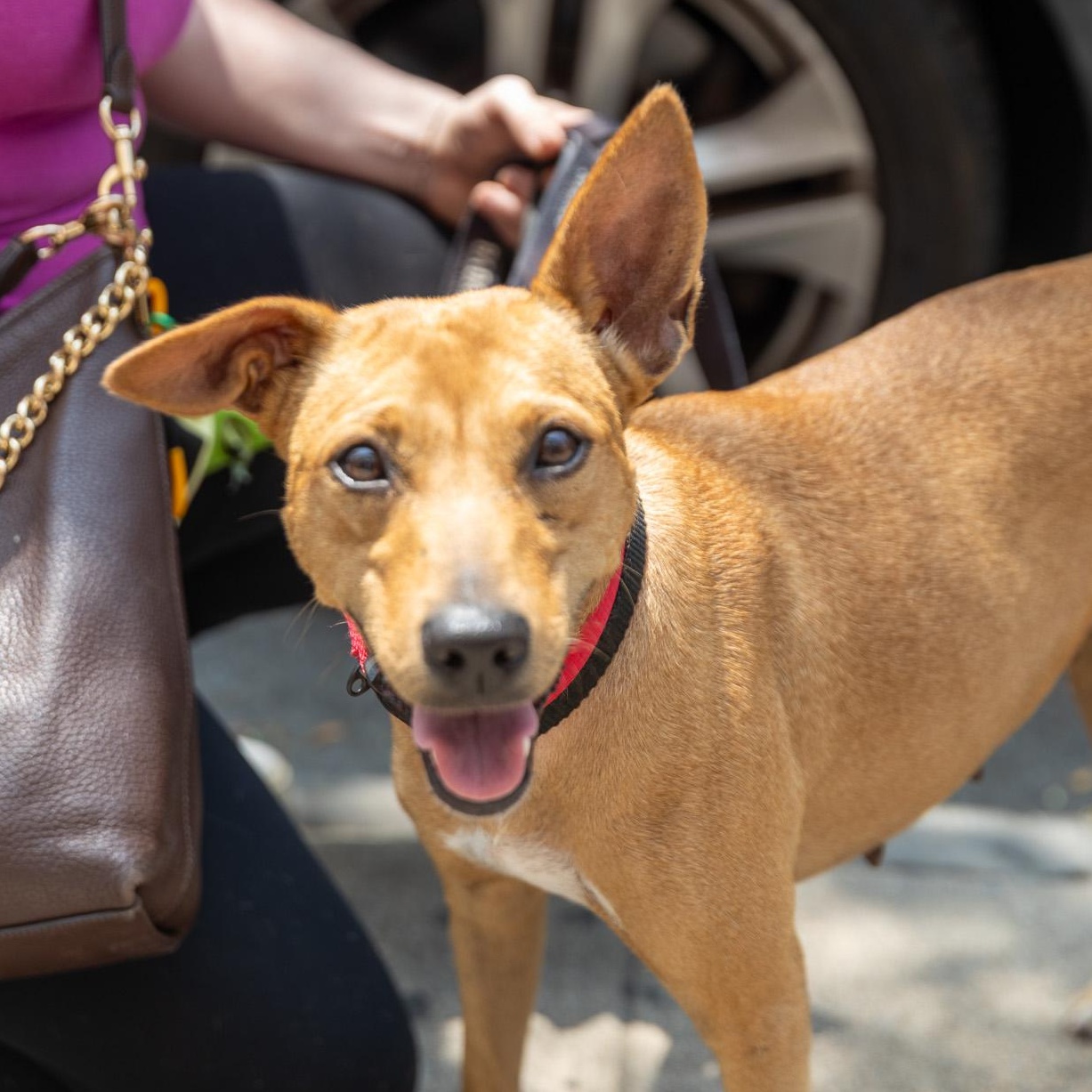 Enlarge Zandoli, a Adoptable mixed breed in Brooklyn, NY image 3/6