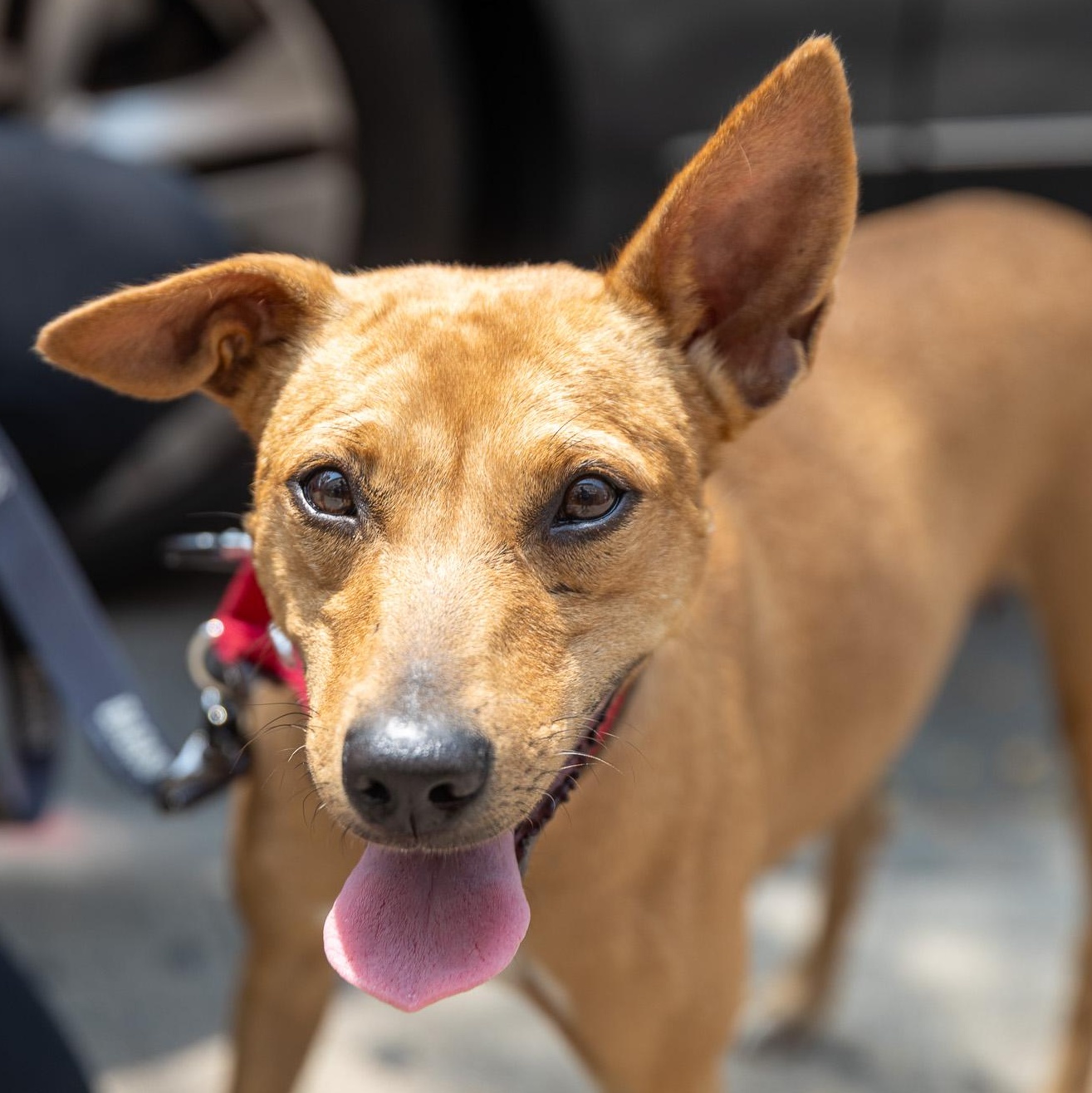 Zandoli, Adoptable, Young Female Labrador Retriever.