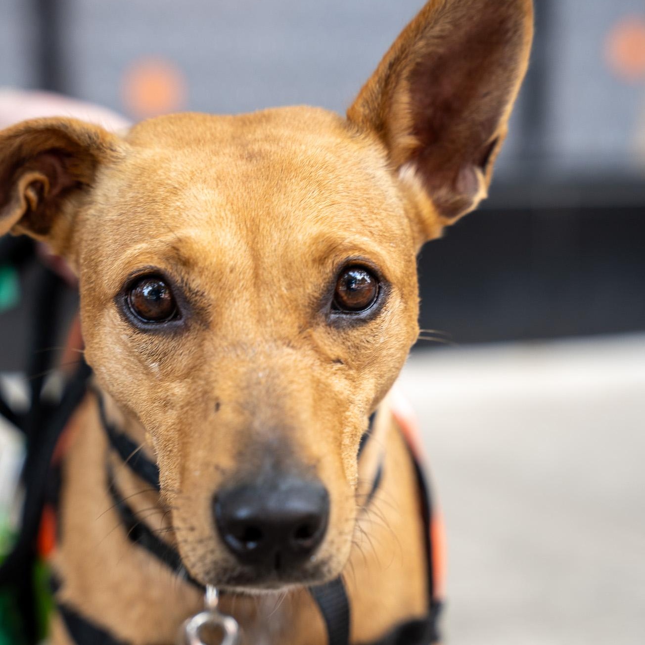 Enlarge Zandoli, a Adoptable mixed breed in Brooklyn, NY image 6/6