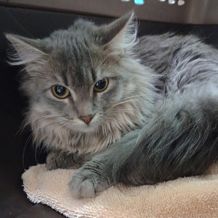 Enlarge Tipsy, a Adoptable mixed breed in Grand Rapids, MN image 1/2