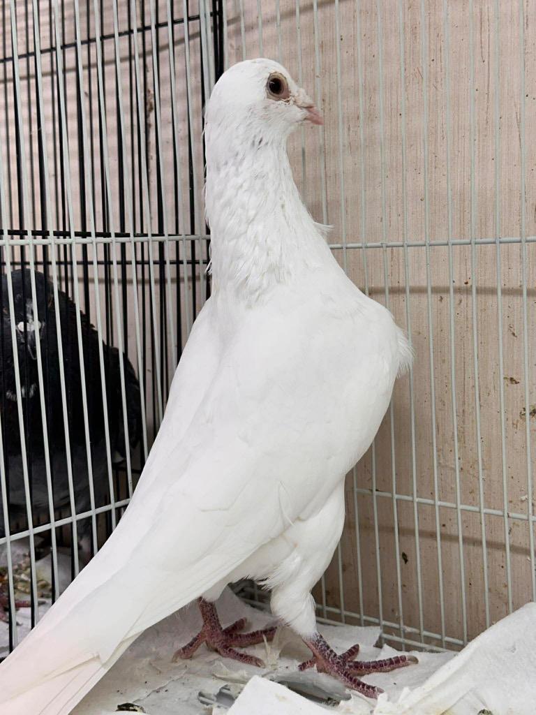 Enlarge Charlie's Pigeons #6, a Adopted Pigeon in San Francisco, CA image 1/1