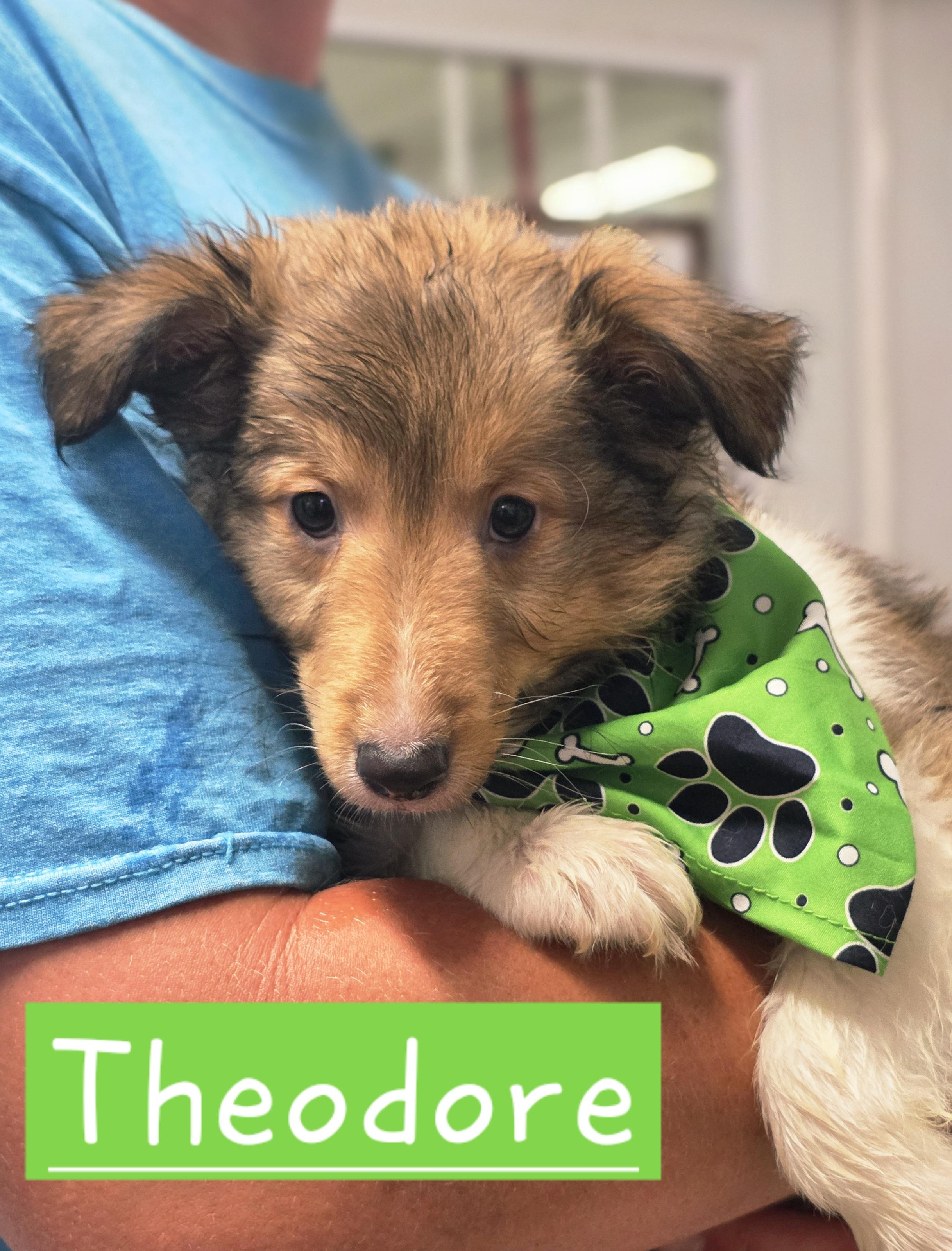 Enlarge Theodore, an adopted Shetland Sheepdog / Sheltie in Walthill, NE image 1/1